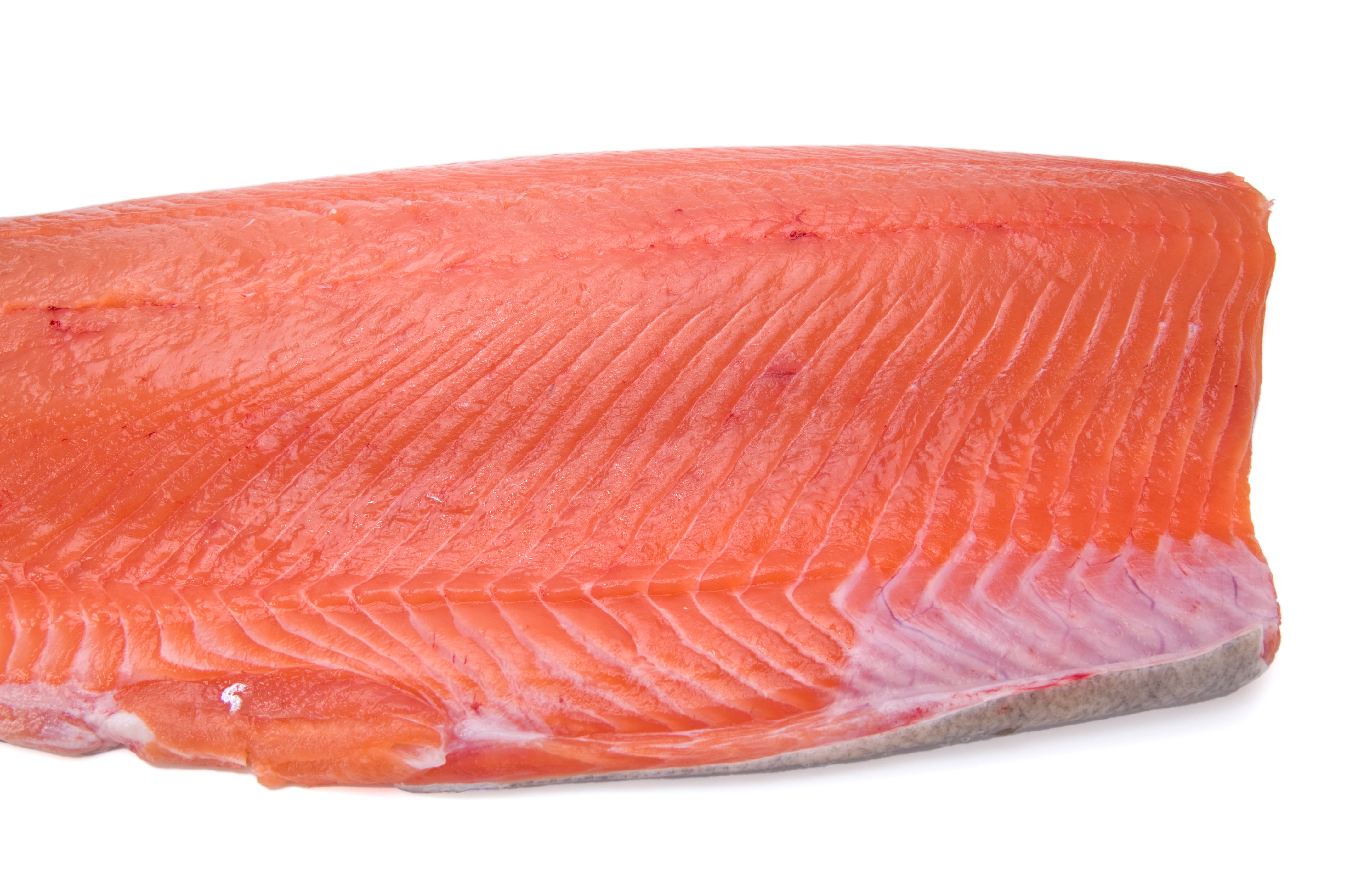 salmon
