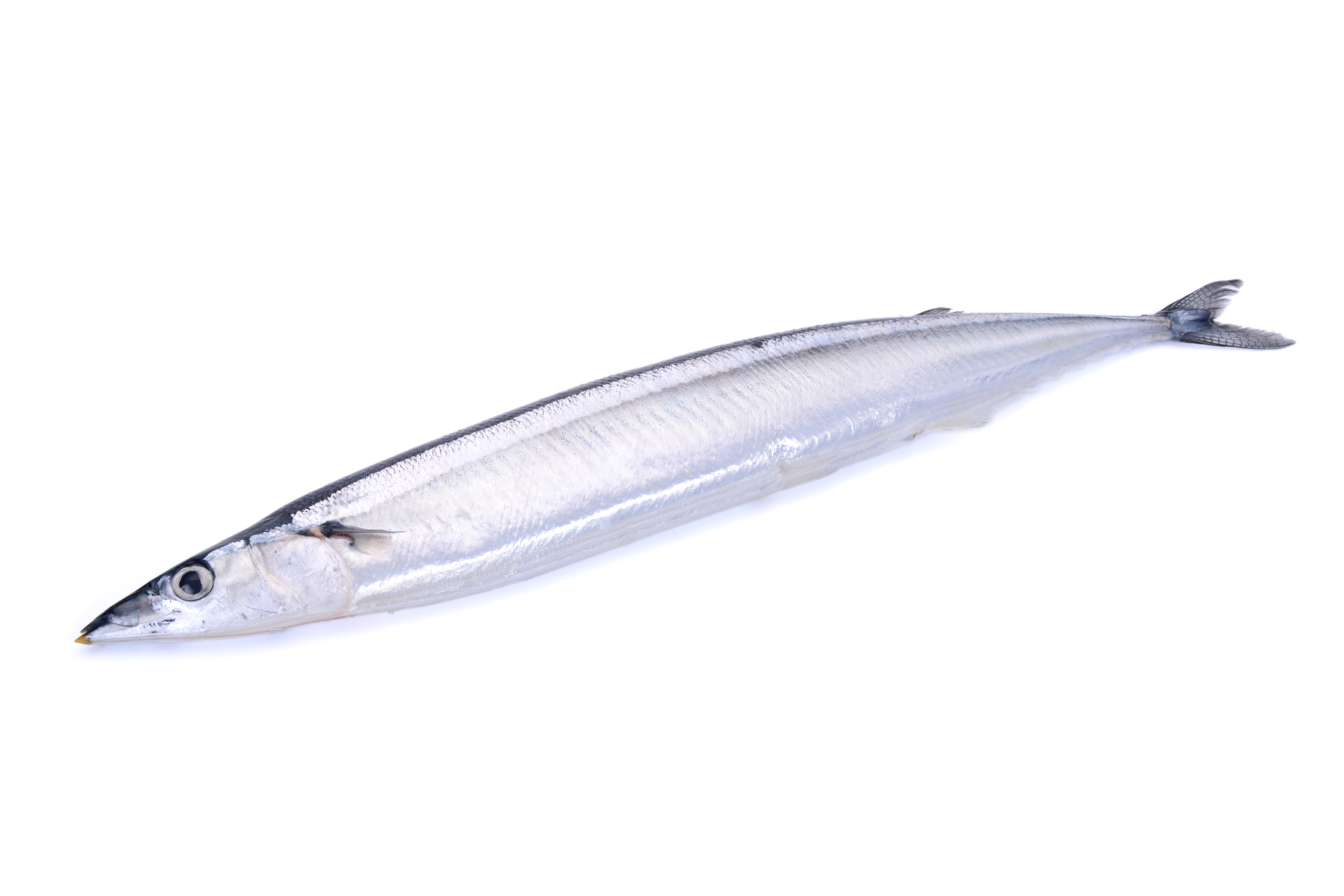 saury