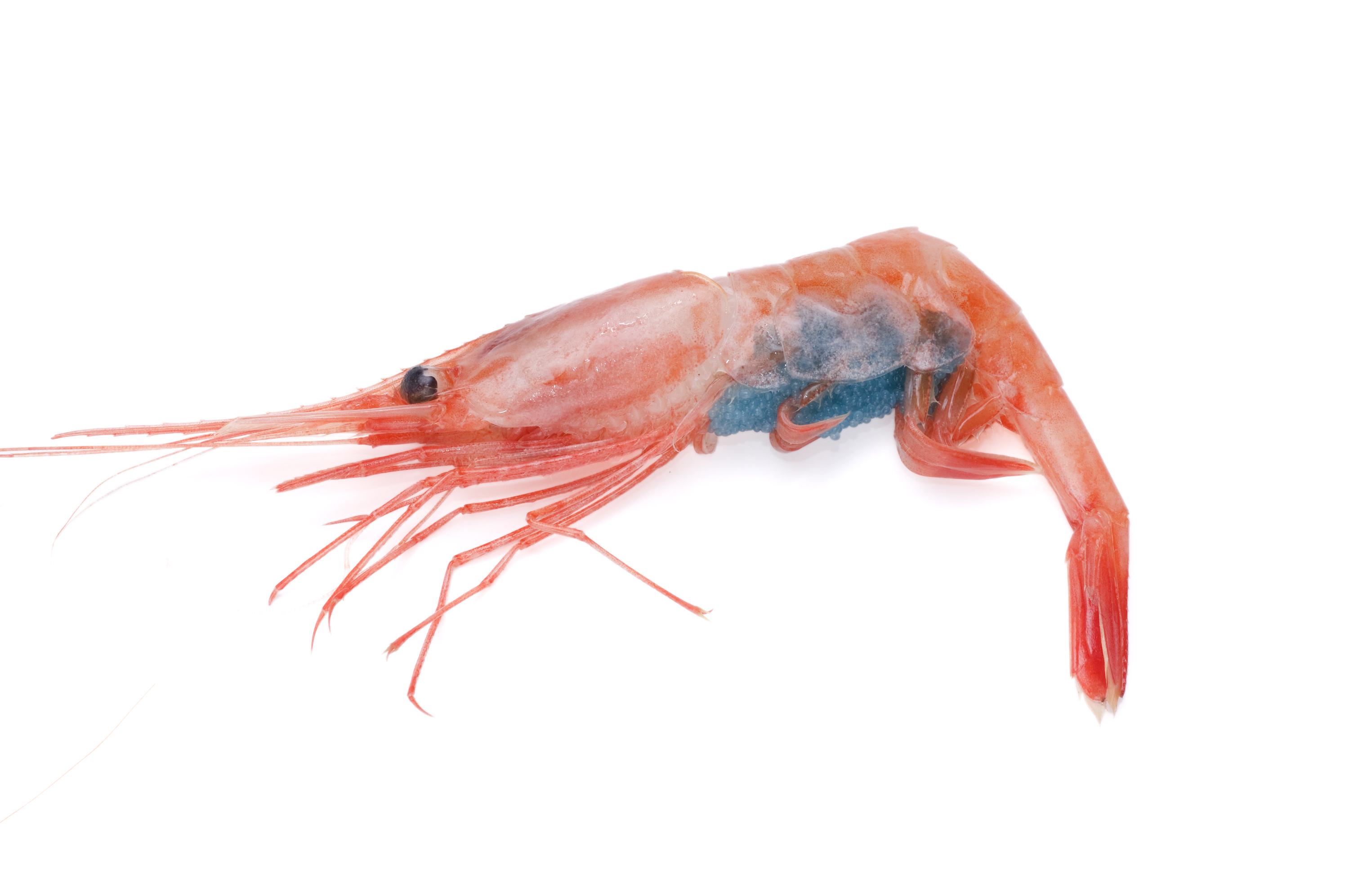 shrimp
